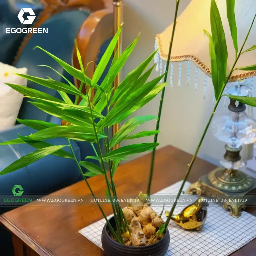 Cây gừng được cho là có khả năng xua đuổi khí xấu và hút vận may.